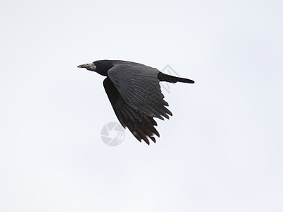 黑乌鸦黑色动物群动物多云天空航班飞行图片
