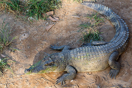 长成一只鳄鱼 躺在泰国沙滩上图片