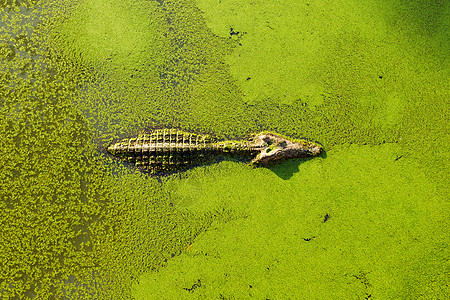 湿地池塘中的鳄鱼 被鸭草和游泳覆盖图片