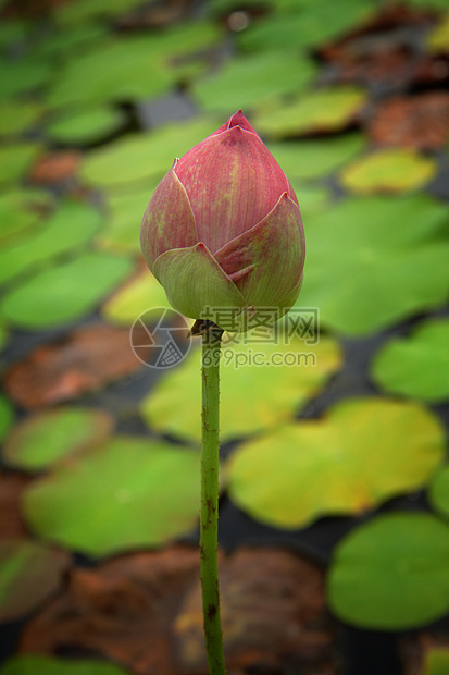 莲花芽池塘荷花花园材料植物雨水花瓣瑜伽公园荒野图片