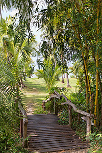 丛林中的木桥途径森林公园竹子花园棕榈橙子荒野场景环境图片