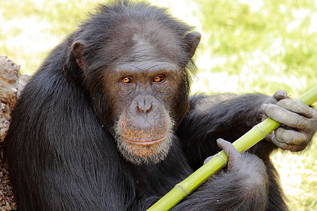 黑猩猩肖像图片