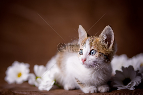 珍珠猫宠物小猫工作室棕色猫咪花朵哺乳动物白色头发图片
