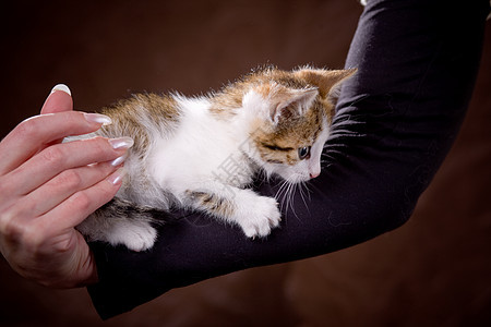 小猫咪小猫女士棕色白色头发宠物猫咪哺乳动物工作室图片