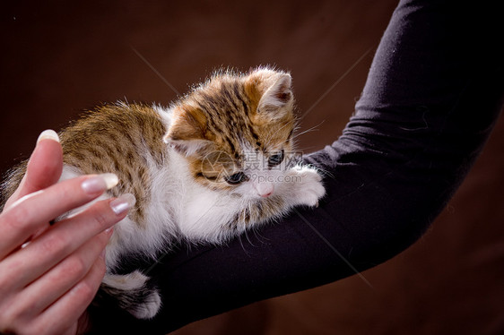 小猫咪工作室宠物猫咪小猫头发女士棕色哺乳动物白色图片