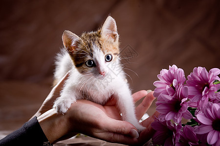 小猫咪花朵棕色头发白色小猫哺乳动物猫咪工作室宠物背景图片