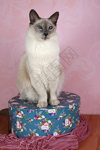蓝点巴厘猫盒子蓝眼睛图片