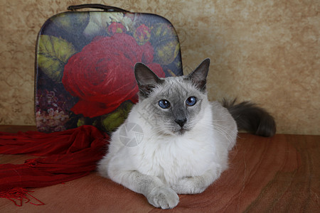 蓝点巴厘猫肖像手提箱图片