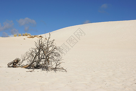 澳大利亚 小撒哈拉沙漠自然保护区旅游沙丘假期海岸旅行图片