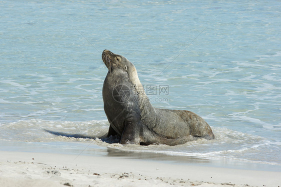 澳大利亚海狮 澳大利亚海洋哺乳动物毛皮海豹海湾野生动物沙滩旅行海岸线海滩图片