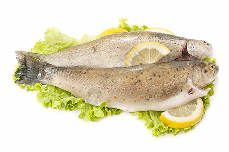 野外鳟鱼市场渔业餐厅淡水营养野生动物蓝鱼食物健康动物图片
