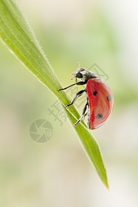 中调式野生动物天线甲虫昆虫绿色臭虫红色动物宏观动物学图片