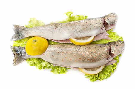 野外鳟鱼食物餐厅淡水野生动物渔业市场动物营养蓝鱼健康图片