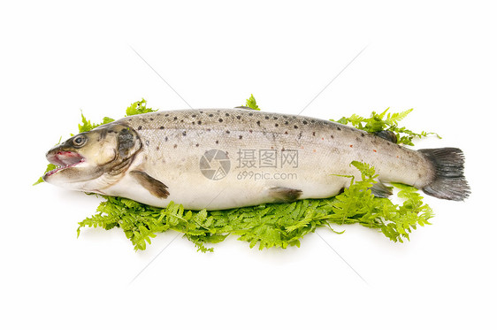 野外鳟鱼餐厅蓝鱼市场食物野生动物健康营养动物渔业淡水图片