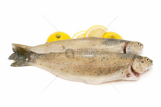野外鳟鱼营养健康餐厅动物市场野生动物渔业淡水蓝鱼食物图片