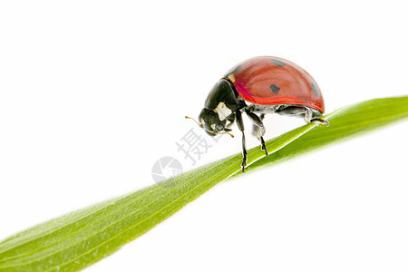 中调式红色宏观生物学昆虫绿色花园天线动物学动物甲虫图片