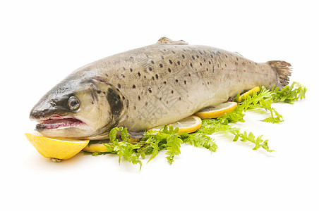 野外鳟鱼蓝鱼野生动物淡水餐厅动物营养市场渔业食物健康图片