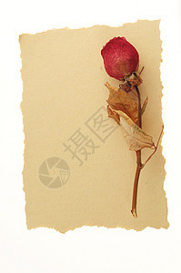 古老的爱情信息卡片棕褐色艺术乡村树叶框架古董玫瑰图片