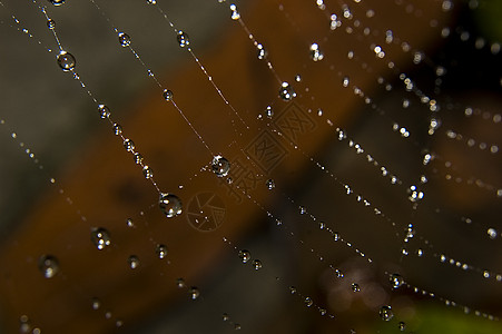 蜘蛛网上的水滴危险宏观反射世界网络几何学珍珠昆虫水晶旋转图片