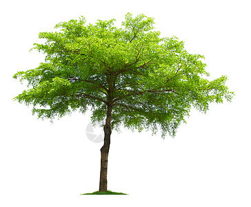 树环境植物绿色背景图片