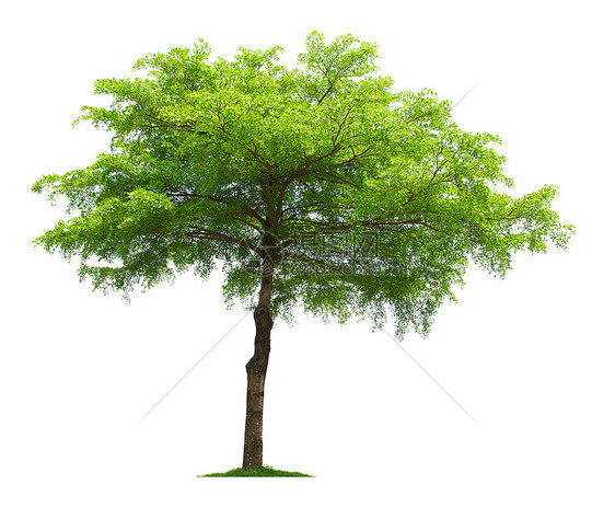树环境植物绿色图片