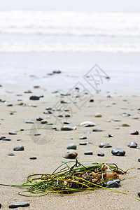 在加拿大的太平洋海岸的海滩细节冲浪海浪海岸鹅卵石海藻海洋支撑阳光波浪泡沫图片