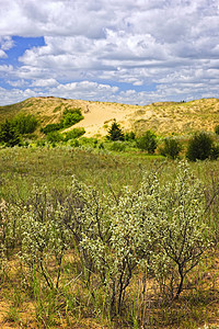 马尼托巴沙丘公园大草原植物精神天空爬坡灌木丛丘陵云杉沙漠图片