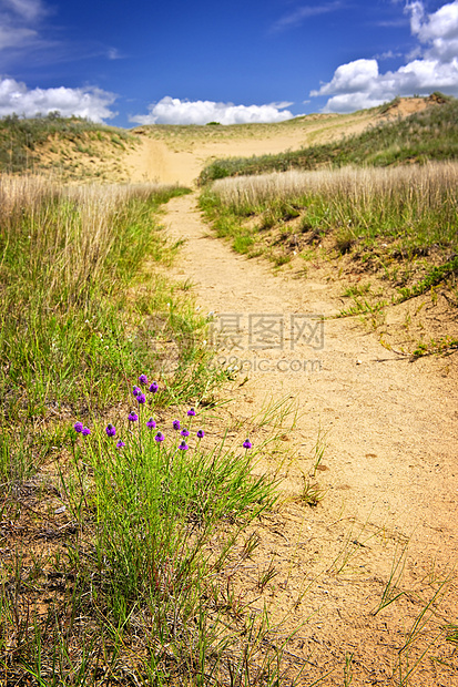 加拿大马尼托巴省沙漠景观云杉褐色野花公园大草原花朵爬坡丘陵蓝色天空图片