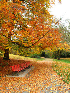 在公园的秋天树木风景棕色季节人行道红色叶子橙子森林分支机构图片
