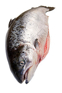 整个鲑鱼在白色上被孤立寿司市场橙子鳟鱼海洋海鲜宏观鱼片食物美食图片