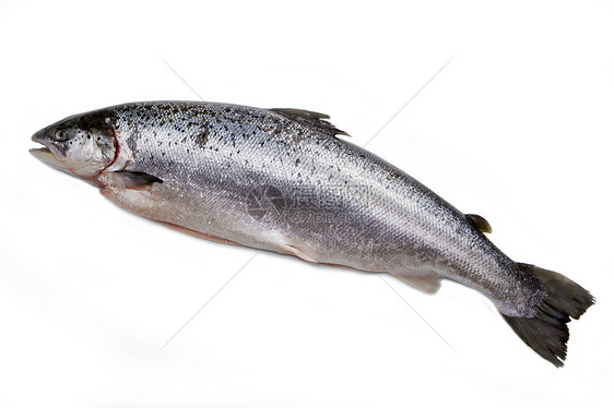 整个鲑鱼在白色上被孤立寿司宏观鳟鱼海鲜美食鱼片食物橙子海洋市场图片