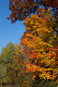 秋秋风景颜色森林农村场地活力水平绿色树木叶子植物群图片
