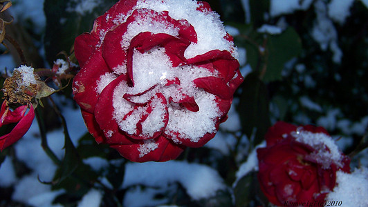 雪花玫瑰白色绿色背景图片