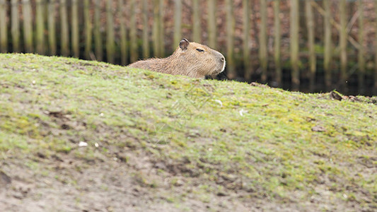 Capybara 水下水体黑色羊毛烧伤草食性棕色荒野草地太阳晴天水豚图片