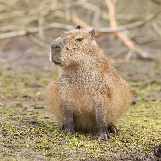 Capybara 水下水体荒野食草棕色水螅毛皮水豚哺乳动物水鸡羊毛烧伤图片