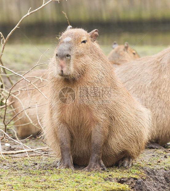 Capybara 水下水体食草羊毛毛皮棕色动物草地烧伤晴天水豚水螅图片