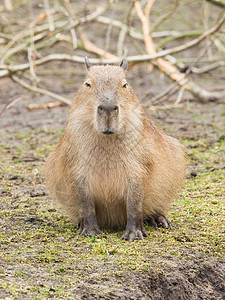 Capybara 水下水体烧伤动物动物群太阳哺乳动物黑色水螅棕色晴天荒野图片