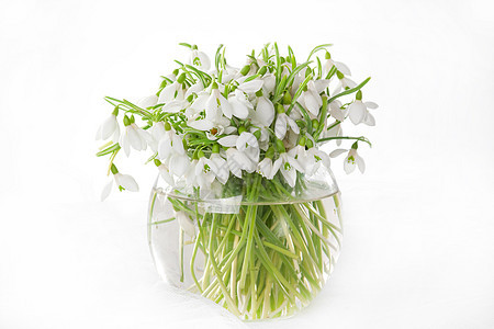 花瓶中的雪滴花园绿色铭文季节性森林植物学花朵工作室白色花束图片