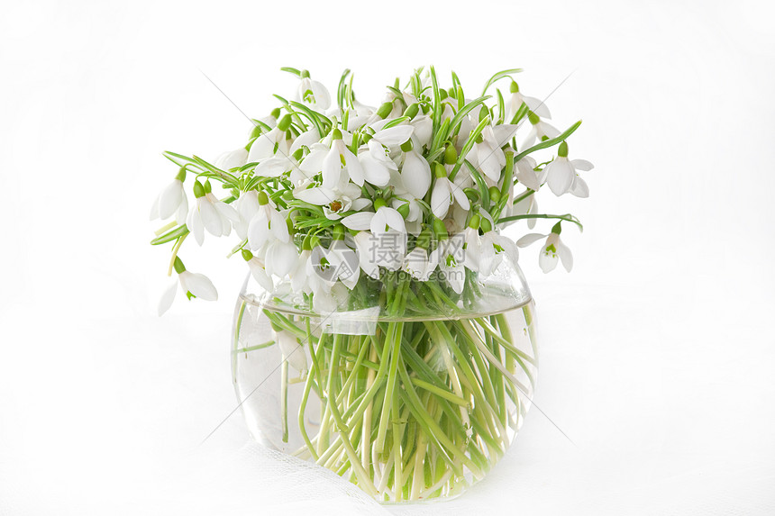 花瓶中的雪滴花园绿色铭文季节性森林植物学花朵工作室白色花束图片