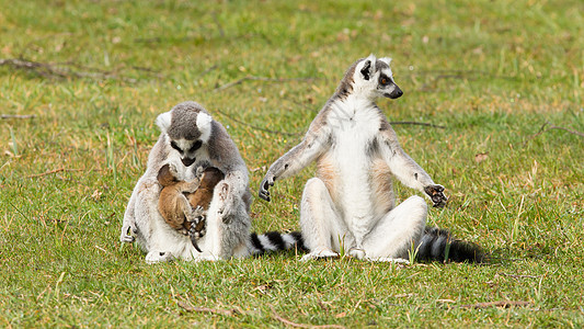 环尾狐猴Lemur catta条纹警报毛皮动物园卡塔婴儿动物濒危黑与白尾巴图片