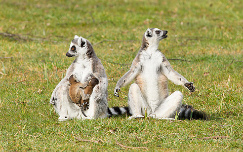 环尾狐猴Lemur catta野生动物动物园灵长类卡塔条纹濒危尾巴动物哺乳动物婴儿图片
