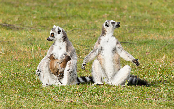 环尾狐猴Lemur catta野生动物动物园灵长类卡塔条纹濒危尾巴动物哺乳动物婴儿图片