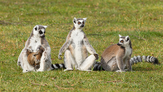 环尾狐猴Lemur catta黑与白濒危卡塔眼睛灵长类毛皮婴儿动物野生动物警报图片