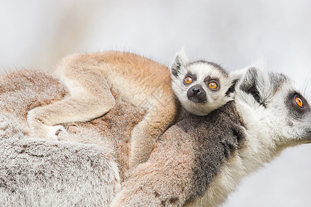 环尾狐猴Lemur catta卡塔条纹毛皮灵长类黑与白动物园警报荒野动物哺乳动物图片