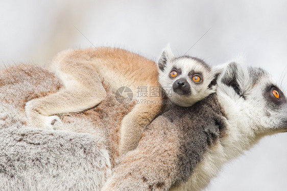 环尾狐猴Lemur catta卡塔条纹毛皮灵长类黑与白动物园警报荒野动物哺乳动物图片