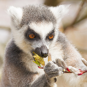 环尾狐猴Lemur catta毛皮卡塔条纹食物灵长类动物野生动物动物园濒危眼睛图片