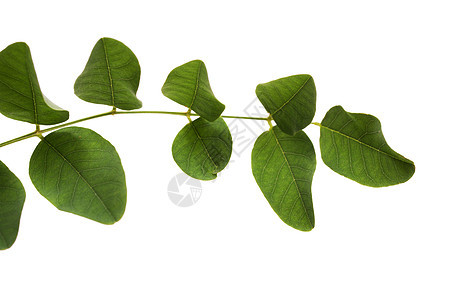 绿叶植物学绿色宏观叶子枝条植物群白色图片