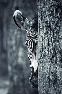 斑马肖像旅游冒险动物荒野野生动物黑色野兽大草原日落条纹图片