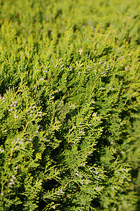 欧洲 Larch叶子分支机构树叶松树枞树发芽植物群植物生物学枝条图片