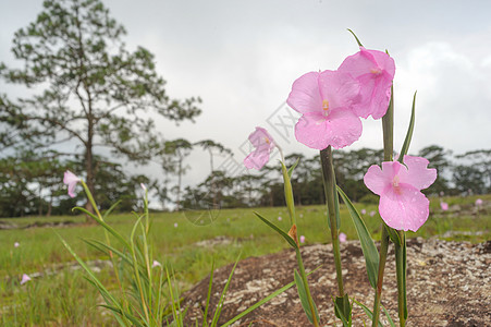 国家公园中老挝粉红野花荒野三叶草国家地平线草地花园树叶雨林天空植物图片
